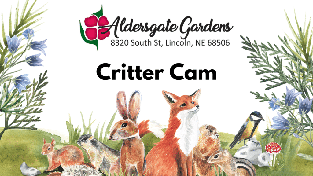 Critter Cam Logo