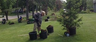 Volunteer planting tree.