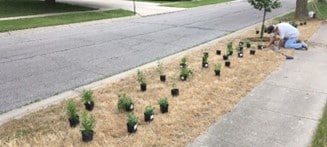 Planting trees and shrubs beside Pindedale Ave