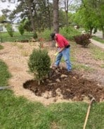 Volunteer planting tree