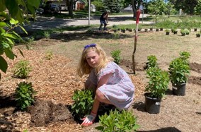 A volunteer assists with planting
